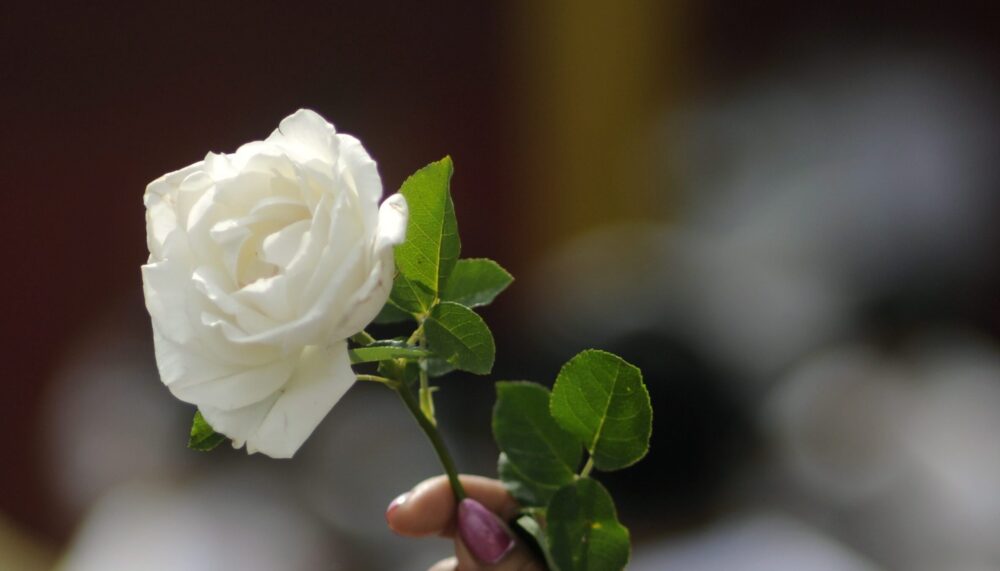 A woman holds a white rose during a rally against the violence in Guatemala City where around hundred people came together to protest against the rising violence in the country.